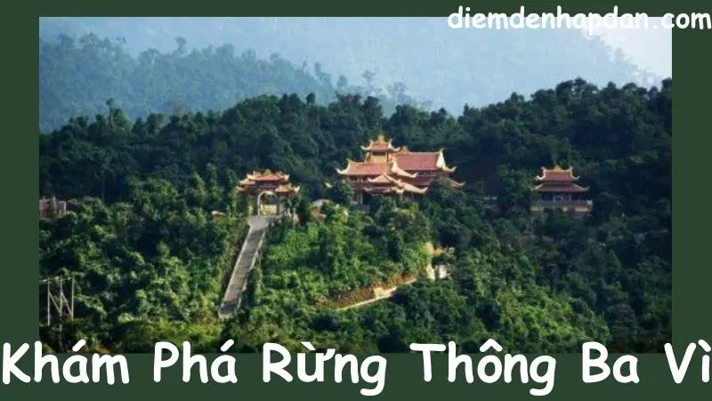 Khám Phá Rừng Thông Ba Vì