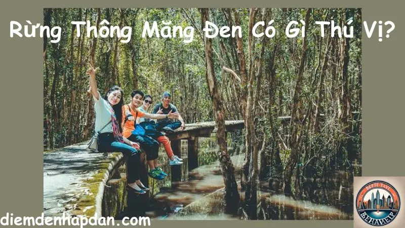 Rừng Thông Măng Đen Có Gì Thú Vị?